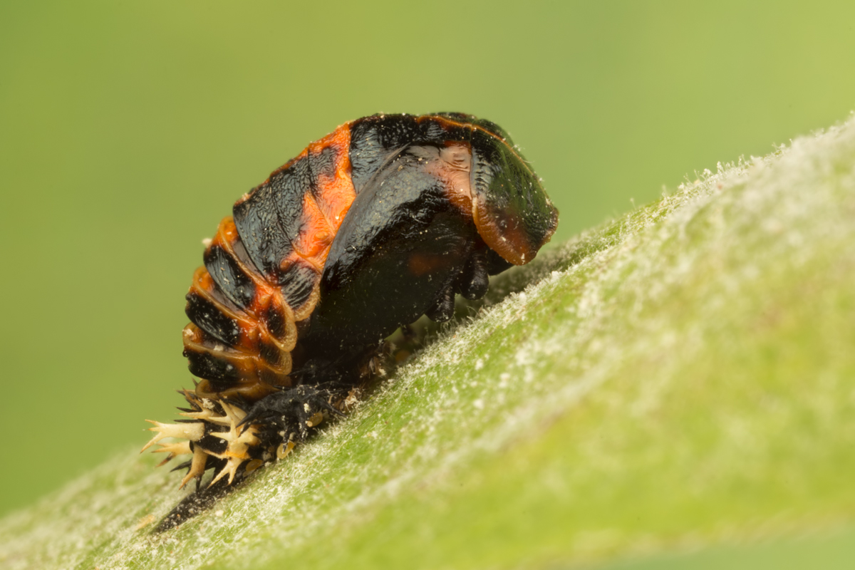 Harlequin Ladybird Pupa 2